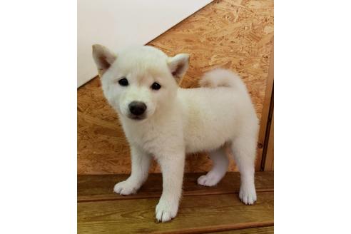 成約済の大阪府の柴犬-82812の2枚目