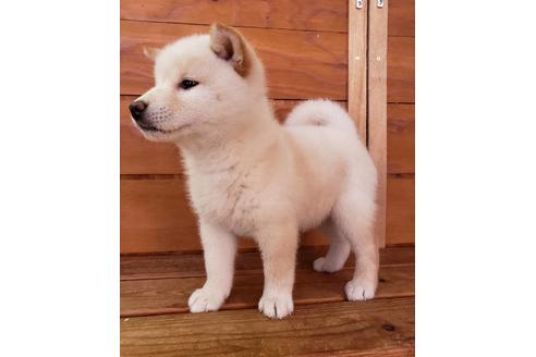 成約済の大阪府の柴犬-82813の1枚目