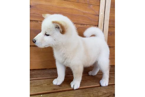 成約済の大阪府の柴犬-82813の5枚目