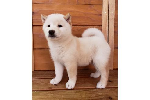 成約済の大阪府の柴犬-82813の4枚目