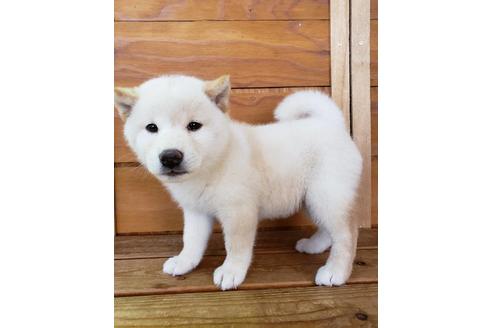 成約済の大阪府の柴犬-82813の2枚目