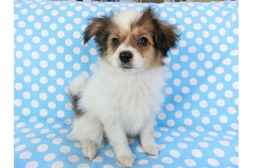 成約済の千葉県のパピヨン-82367