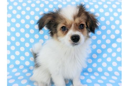 成約済の千葉県のパピヨン-82367の4枚目