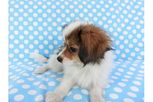 成約済の千葉県のパピヨン-82367の3枚目