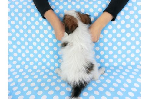 成約済の千葉県のパピヨン-82367の2枚目