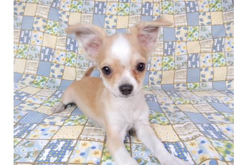 成約済の千葉県のチワワ(ロングコート)-78781の1枚目