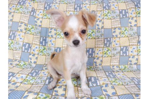 成約済の千葉県のチワワ(ロングコート)-78781の4枚目