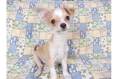 成約済の千葉県のチワワ(ロングコート)-78781の3枚目
