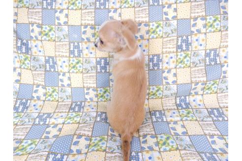 成約済の千葉県のチワワ(ロングコート)-78781の2枚目