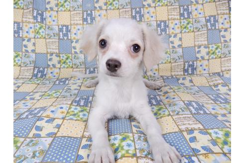 成約済の千葉県のチワワ(ロングコート)-78776の4枚目