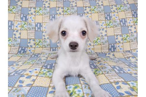 成約済の千葉県のチワワ(ロングコート)-78776の3枚目