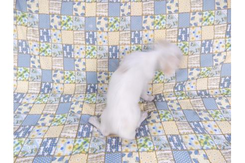 成約済の千葉県のチワワ(ロングコート)-78776の2枚目