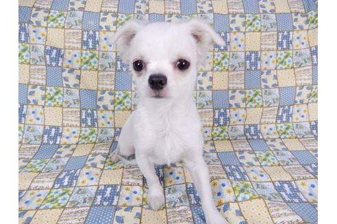 成約済の千葉県のチワワ(ロングコート)-80626の4枚目