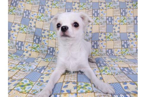 成約済の千葉県のチワワ(ロングコート)-80626の3枚目