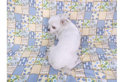 成約済の千葉県のチワワ(ロングコート)-80626の2枚目