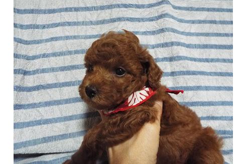 成約済の兵庫県のトイプードル-81405の1枚目