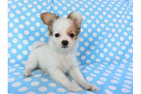 成約済の千葉県のパピヨン-82049