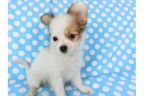 成約済の千葉県のパピヨン-82049の4枚目