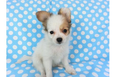 成約済の千葉県のパピヨン-82049の3枚目