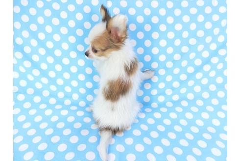 成約済の千葉県のパピヨン-82049の2枚目