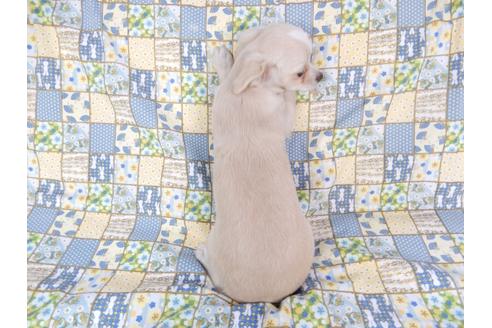 成約済の千葉県のチワワ(ロングコート)-75671の2枚目