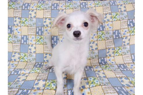 成約済の千葉県のチワワ(ロングコート)-78785の1枚目