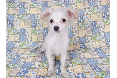 成約済の千葉県のチワワ(ロングコート)-78785の2枚目