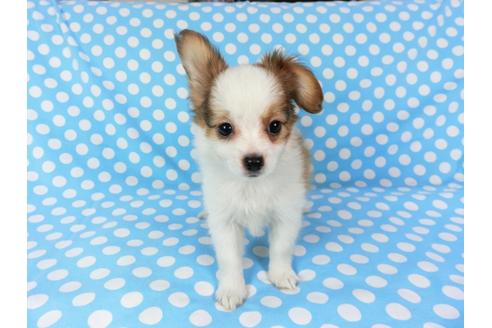 成約済の千葉県のパピヨン-82055の8枚目