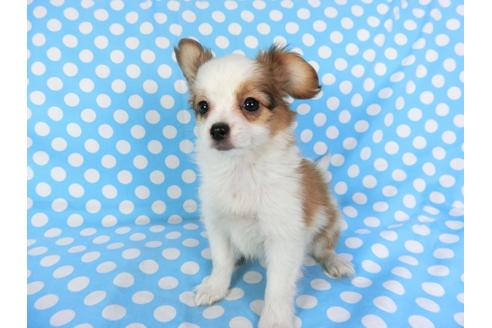 成約済の千葉県のパピヨン-82055の7枚目