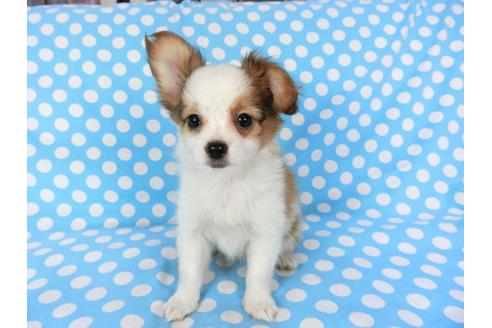 成約済の千葉県のパピヨン-82055の6枚目