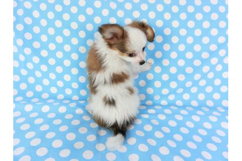 成約済の千葉県のパピヨン-82055の5枚目