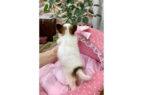 成約済の大阪府のパピヨン-82821の2枚目