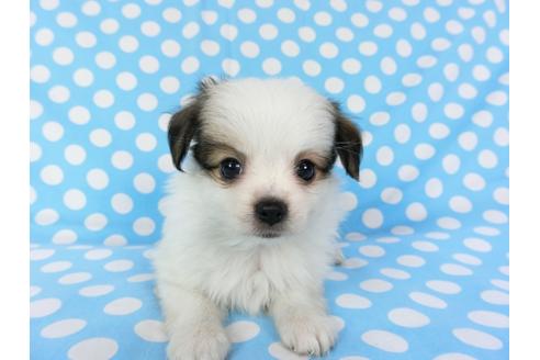 成約済の千葉県のパピヨン-82825の7枚目