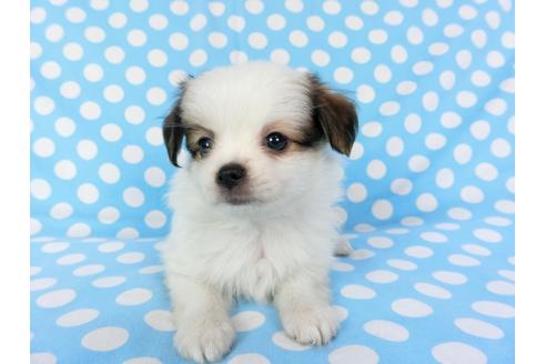 成約済の千葉県のパピヨン-82825の6枚目