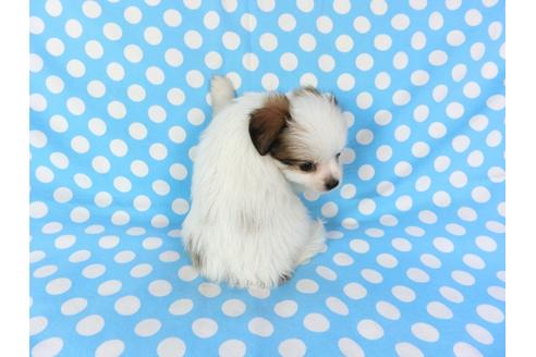 成約済の千葉県のパピヨン-82825の5枚目