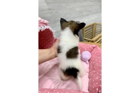 成約済の大阪府のパピヨン-82823の2枚目
