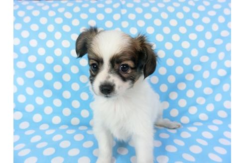 成約済の千葉県のパピヨン-82828の8枚目