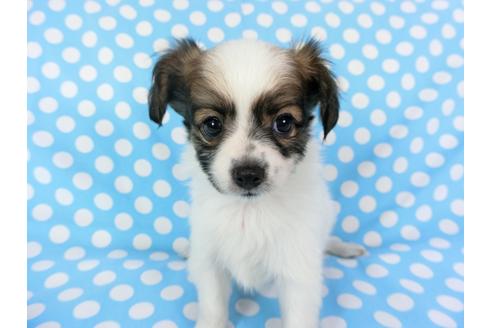 成約済の千葉県のパピヨン-82828の7枚目