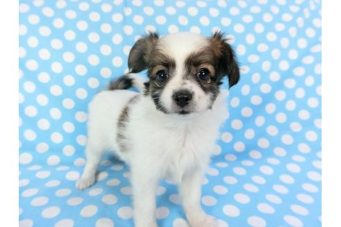 成約済の千葉県のパピヨン-82828の6枚目