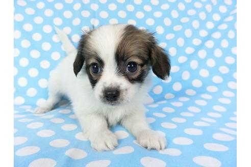 成約済の千葉県のパピヨン-82830の1枚目