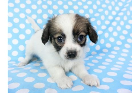 成約済の千葉県のパピヨン-82830の4枚目