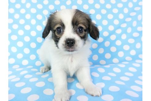 成約済の千葉県のパピヨン-82830の3枚目