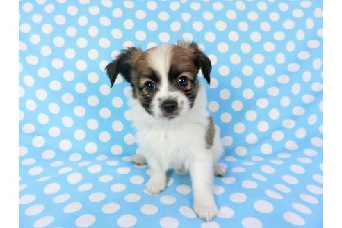 成約済の千葉県のパピヨン-82834の8枚目