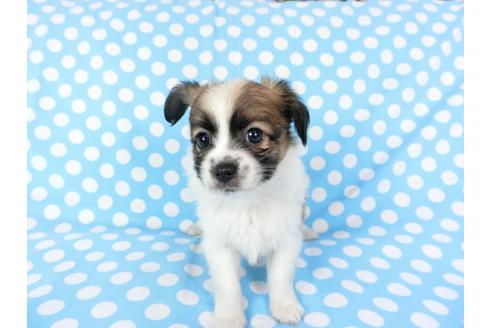 成約済の千葉県のパピヨン-82834の7枚目