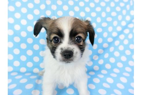 成約済の千葉県のパピヨン-82834の6枚目