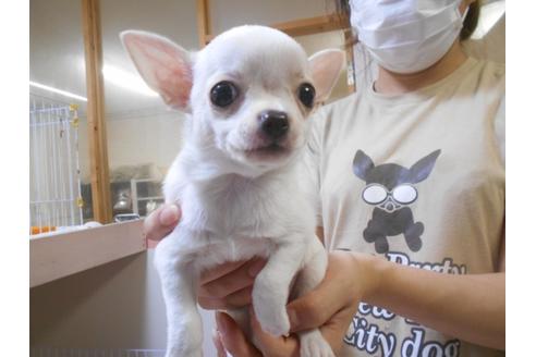 成約済の福岡県のチワワ(スムースコート)-82837の2枚目