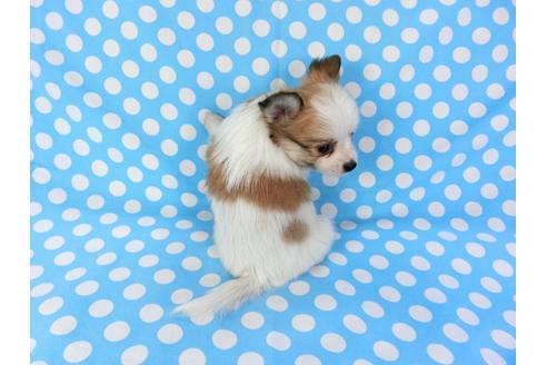 成約済の千葉県のパピヨン-82839の9枚目