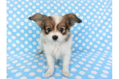 成約済の千葉県のパピヨン-82842の1枚目