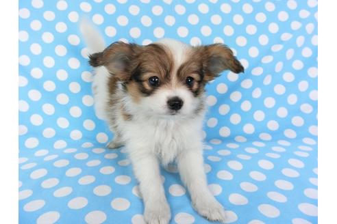 成約済の千葉県のパピヨン-82842の4枚目