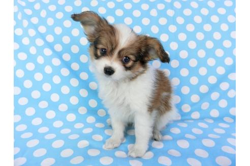 成約済の千葉県のパピヨン-82842の3枚目